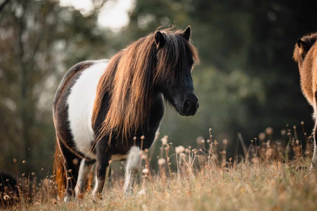 lyzette van den hoek minishetlandpony minishetty stute zuchtstute